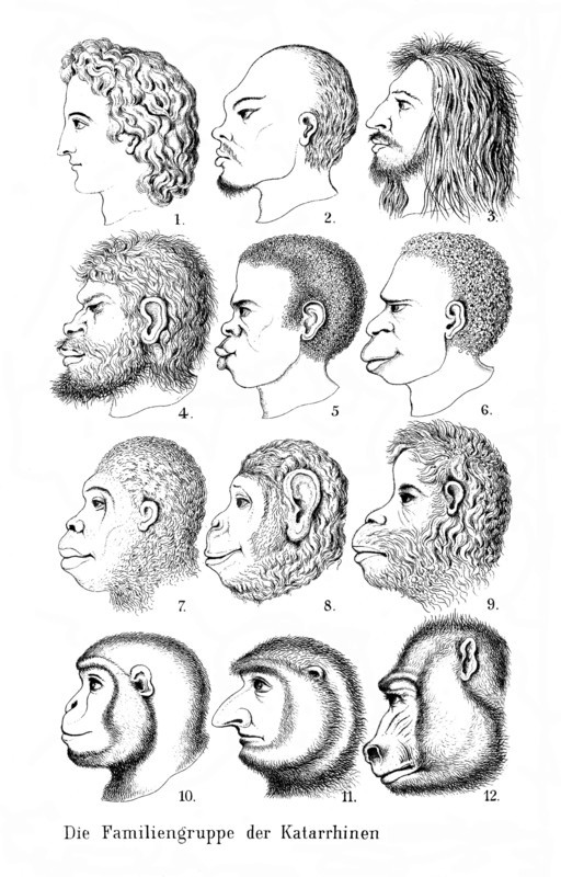 Ernst Haeckel, Natural History of Creation. Frontispiece, different heads. The Family Group of Katterhines, Catarrhines, Primates, Evolution, c. 1890, Historic, digitally restored reproduction from an original of the time..