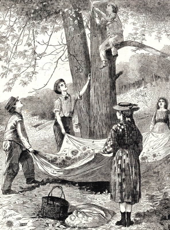 Harvesting and gathering chestnuts.