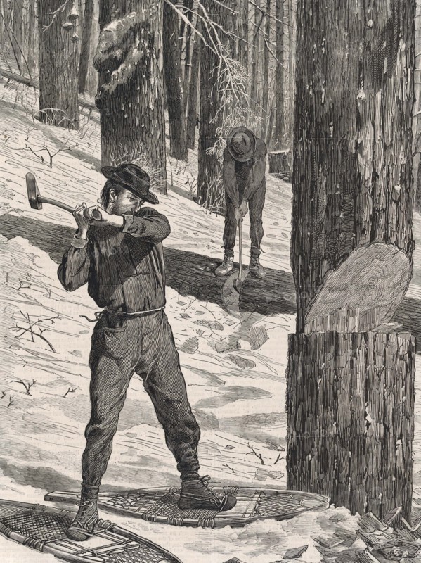 Woodcutter working in the forest in winter.