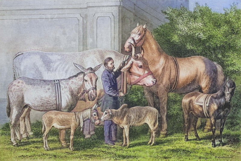 Animal husbandry, giant growth and dwarfism in farm animals.