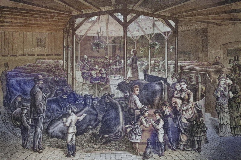 Cows being milked and children tasting the fresh milk.