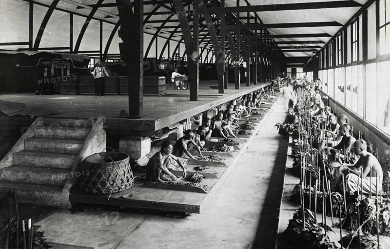 Indian workers sorting tobacco leaves under the supervision of Europeans in a fermentation shed in Sumatra, c. 1900, Historic, digitally restored reproduction from a 19th century original.