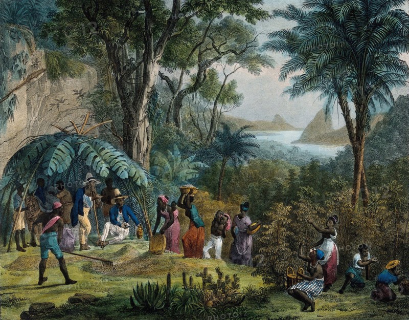 Indian workers harvesting coffee on a coffee plantation.