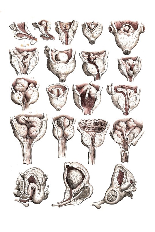 Human anatomy.