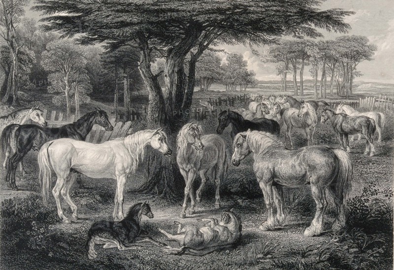 Animals.