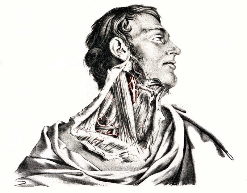 Human anatomy.