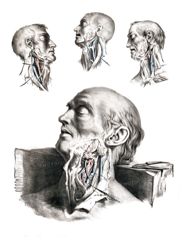 Human anatomy.
