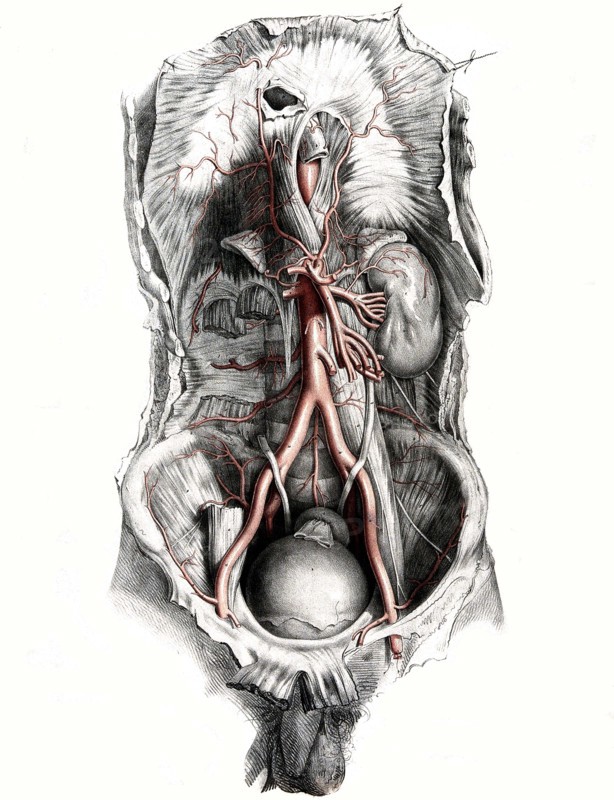 Human anatomy.