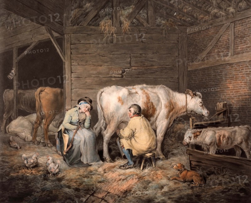 The cowshed. Farmer milking a cow.