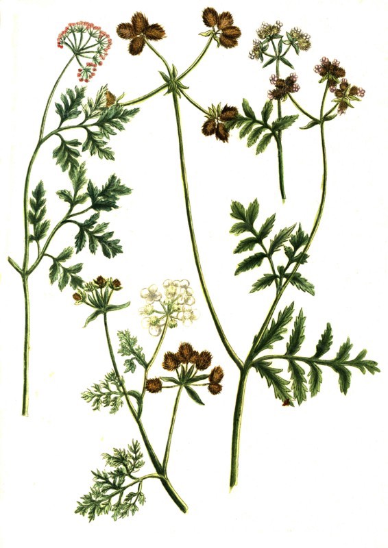 Botanik.