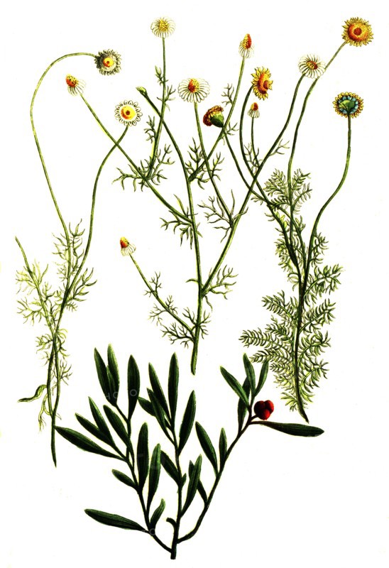 Botanik.
