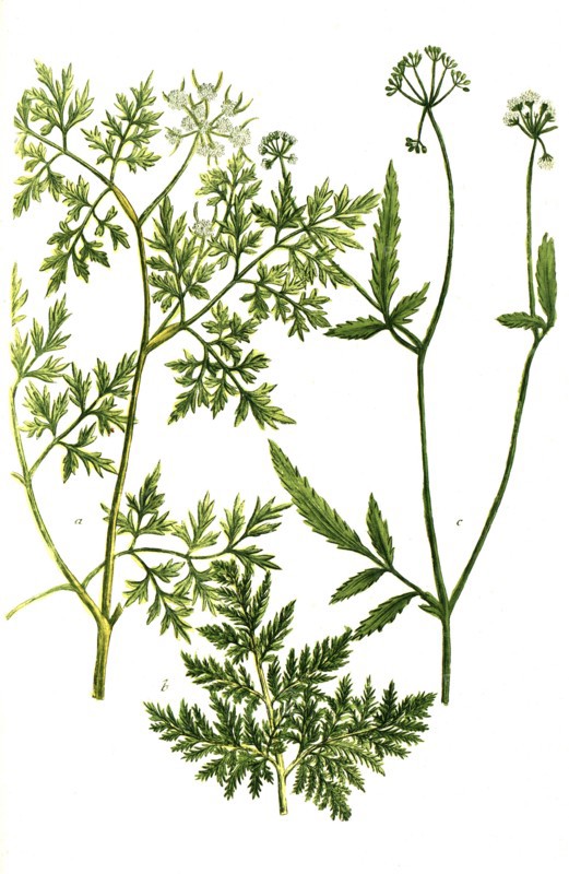 Botanik.