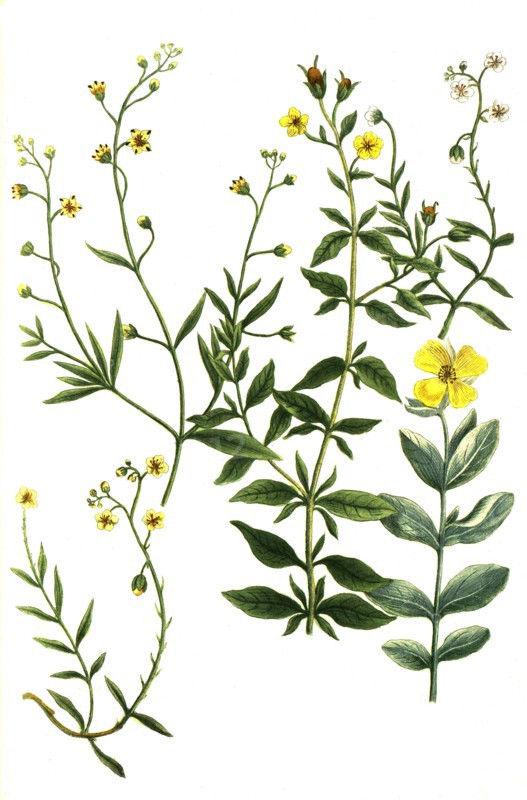 Botanik.