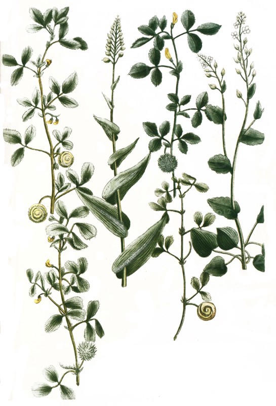 Botanik.