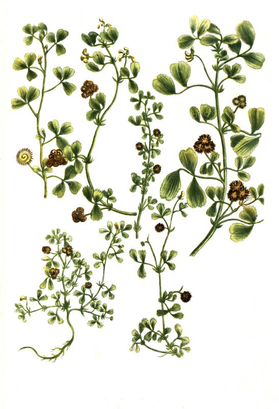 Botanik.