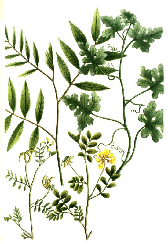 Botanik.