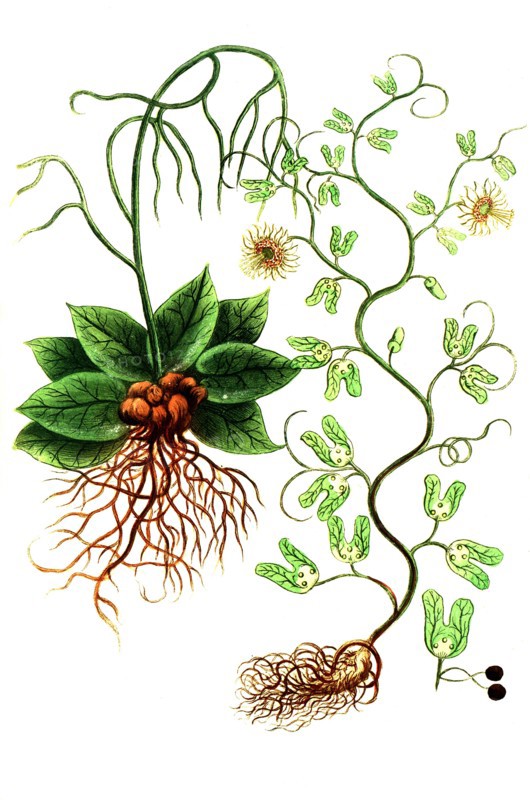 Botanik.