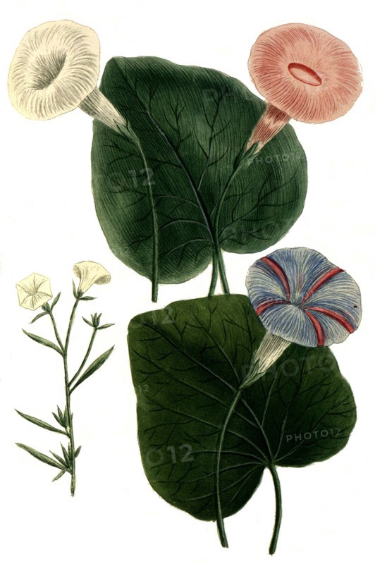 Botanik.