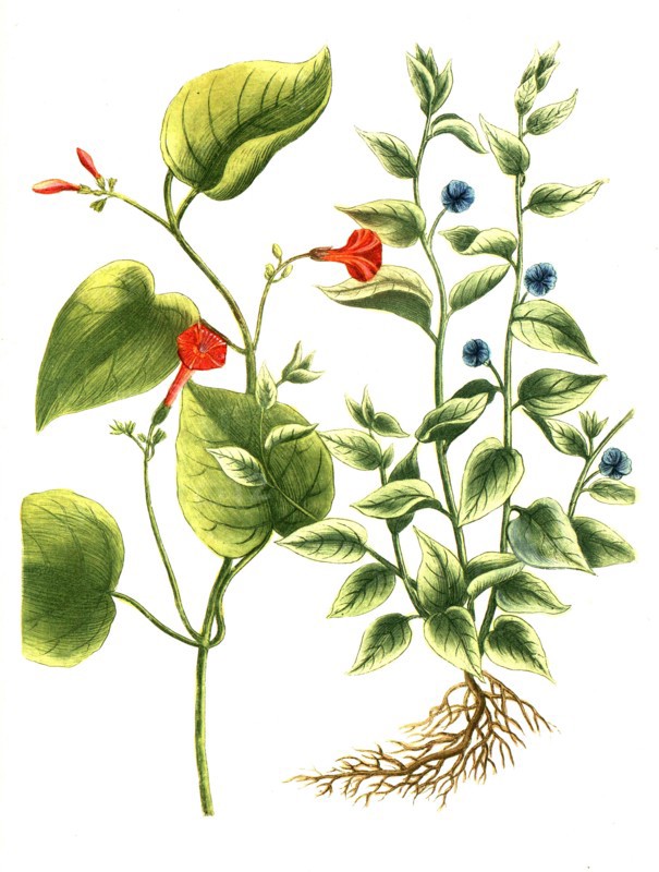 Botanik.
