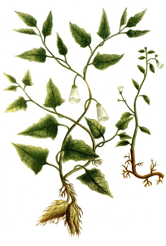 Botanik.