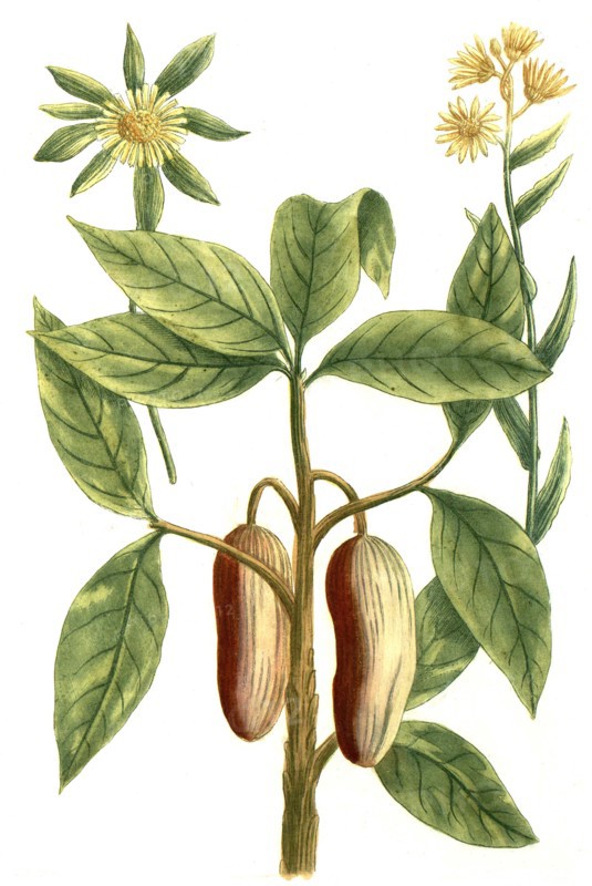 Botanik.