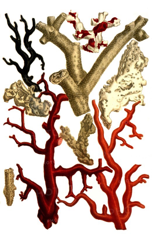 Botanik.