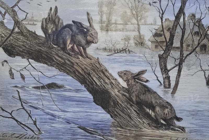 Hare
