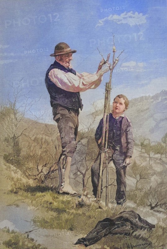 Lessons in tree grafting