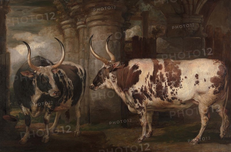 Animals