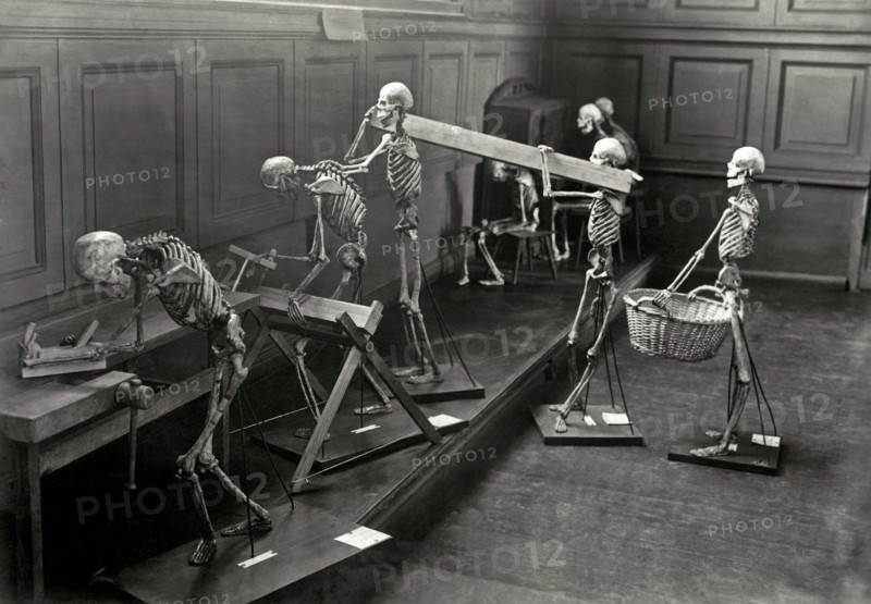 Skeletons Teach Proper Posture