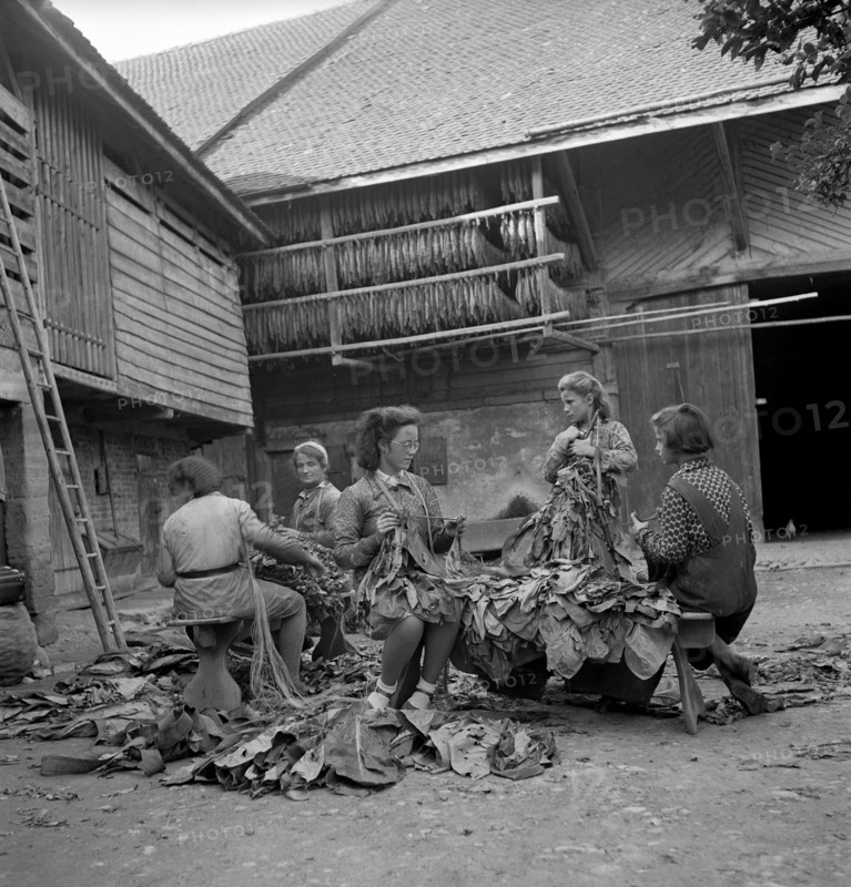 Harvesting tobacco in the Vallée de la Broye, around 1940