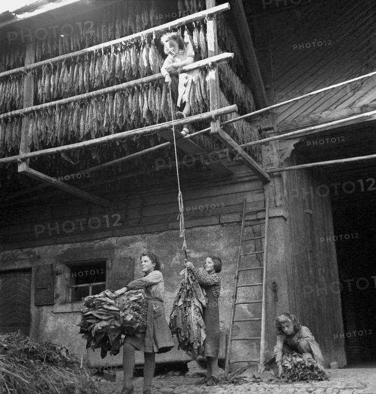 Drying tobacco leaves in the Vallée de la Broye, around 1940