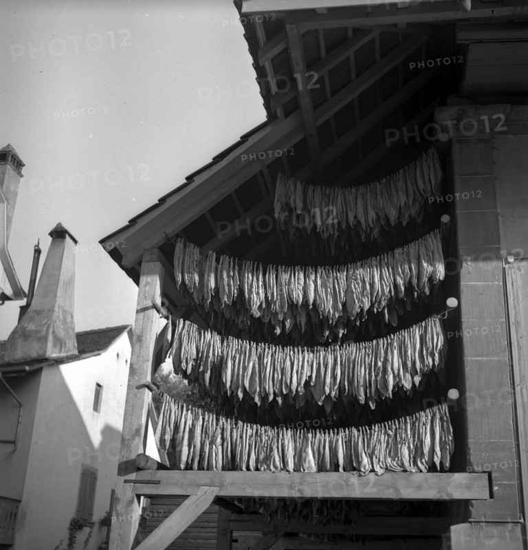 Drying tobacco leaves in the Vallv©e de la Broye, around 1940 .