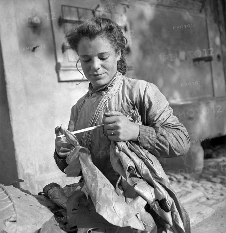 Harvesting tobacco in the Vallv©e de la Broye, around 1940 .