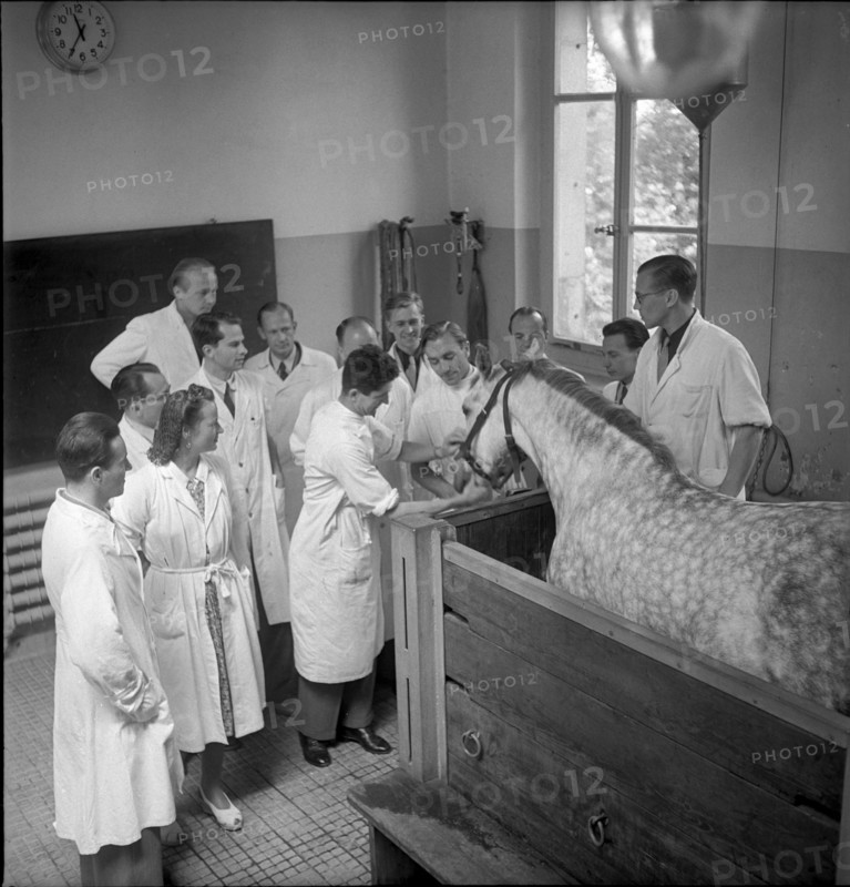 Veterinary students examine a horse, 1950 .
