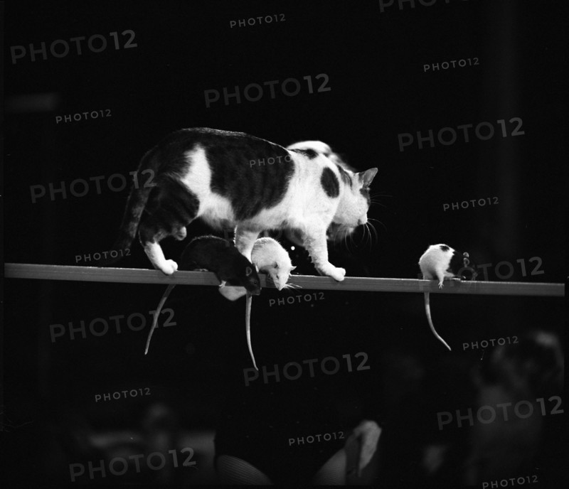Cat and rats in the Circus Knie, 1957.