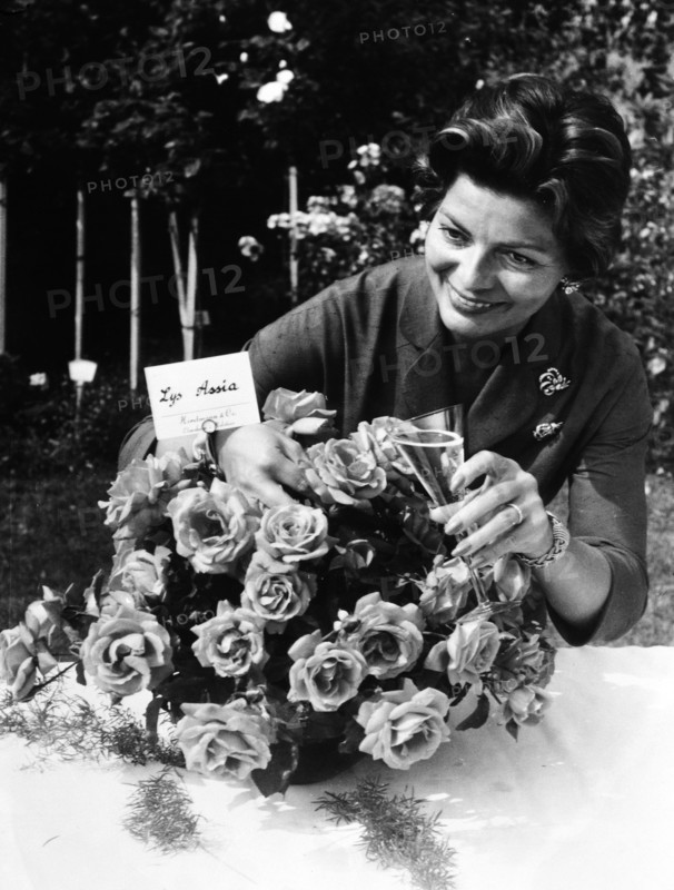 Lys Assia, roses