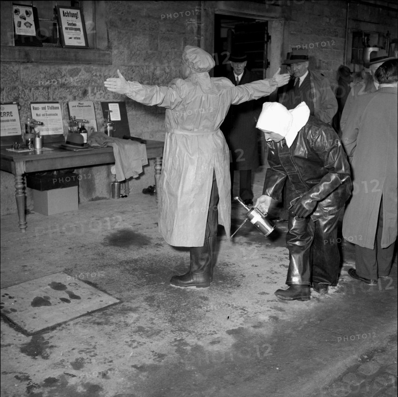 Measures against foot-and-mouth disease, 1953