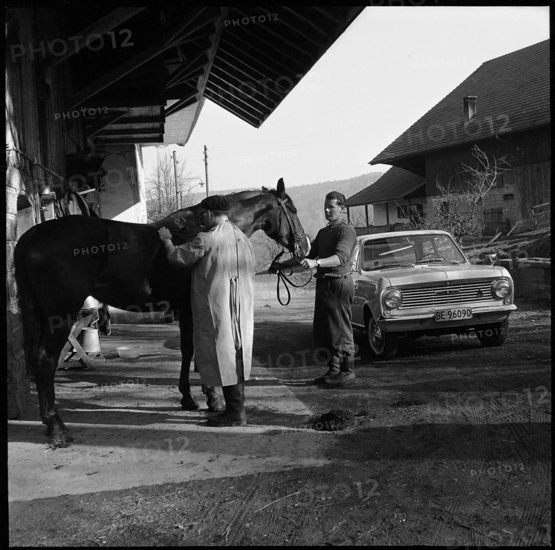 Veterinary surgeon, medical treatment of a horse, around 1955