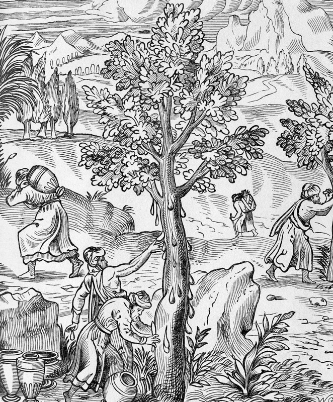 Gathering Frankincense in Arabia