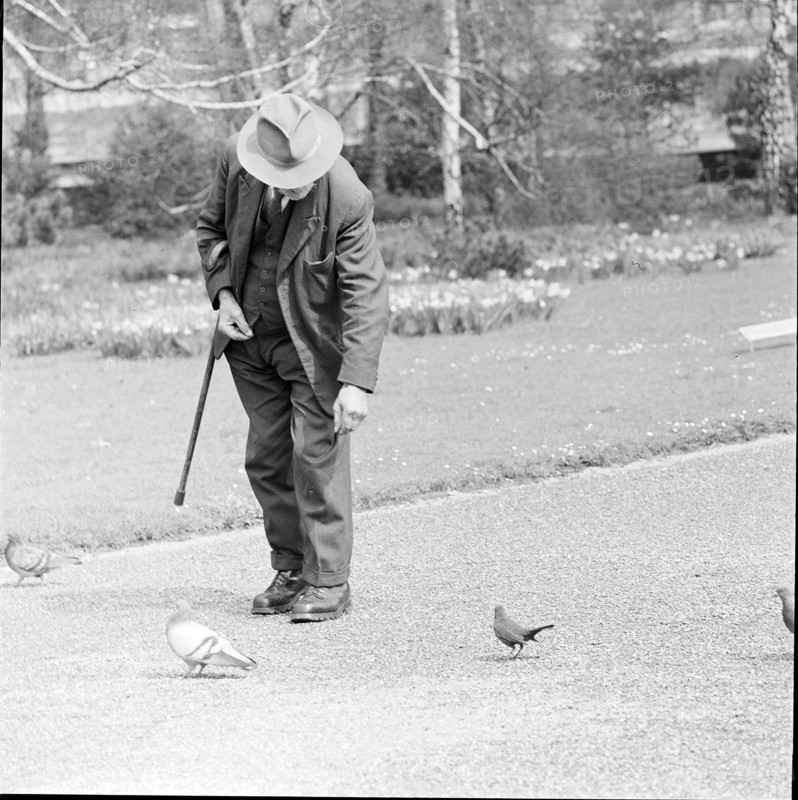 Old man feeding pigeons, circa in 1955.