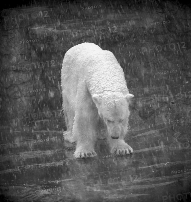 Polar bear at Zoo Zurich 1967.