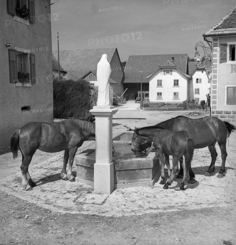 Horses in Chevenez, Berner Jura, around 1950.