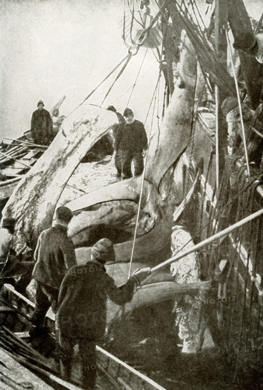 This photograph from the early 1900s shows Whaling in Baffin Bay. The whalers are taking the whalebone worth $8000 (at the time) out of mouth of Greenland whale.
