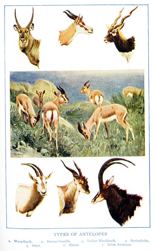 This 1917 illustration shows various types of Antelopes. They are from left to right, top to bottom: Waterbuck, Dorcas gazelle, Indian Blackbuck, several Sprinboks in a field, Oryx, Eland, Sable Antelope.