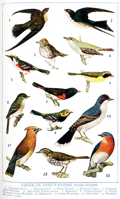 This 1917 illustration shows: American Insect-Eating Songbirds. 1. Chimney Swift, 2. Barn Swallow, 3. Wood Thrush, 4. Red-eyed Vireo, 5. Chestnut-sided Warbler, 6.Maryland Yellow-throat, 7. Redstart, 8. Phoebe Pewee, 9. Black-throated Greek Warbler, 10. King-bird, 11. Cedar Waxwing, 12. Oven-bird, 13. Bluebird - All adult males.