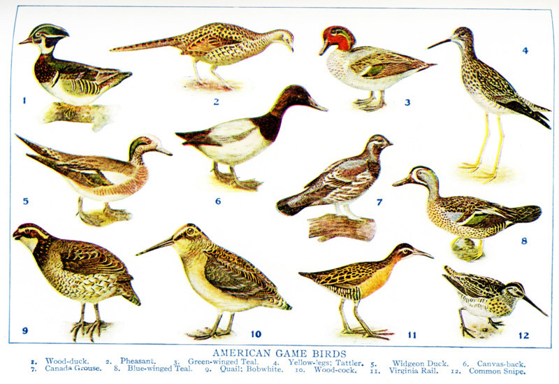 This 1917 illustration shows American Game Birds. 1. Wood-duck, 2. Pheasant, 3. Green-winged teal, 4. Yellow-legs; Tattler, 5. Widgeon Duck, 6. Canvas-back, 7. Canada Grouse, 8. Blue-winged Teal, 9. Quail; Bobwhite, 10. Wood-cock, 11. Virginia Rail, 12. Common Snipe.