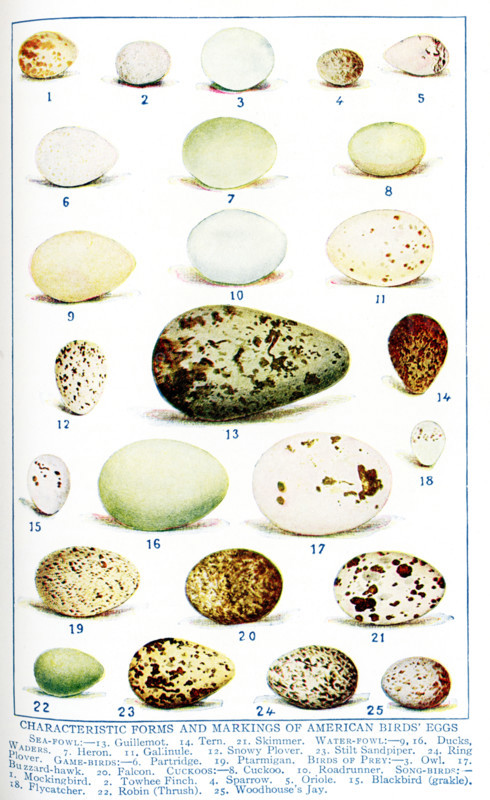 This 1917 illustration shows the Characteristic Forms and Markings of American Birds' Eggs. They are, from left to right, too to bottom: SEA_FOWL: 13. Guillemot, 14. Tern, 21. Skimmer.  WATER-FOWL: 9, 16. Ducks; WADERS: 7. Heron, 11. Gallinule, 12, Snowy Plover, 23. Stilt Sandpiper, 24. Ring Plover; GAME BURDS: 6. Partridge, 1`9. Ptarmigan.  BIRDS OF PREY: 3. Owl, 17. Buzzard-Hawk, 20 Falcon.  CUCKOOS: 8 Cuckoo, 10. Roadrunjner,  SONG_BIRDS: 1. Mochingbird, 2. Towbee Finch, 4. Sparrow, 5. Oriole, 15. Blackbird (grackle), 18. Flycatcher, 22. Robin (Thrush), 25. Woodhouse’s Jay.