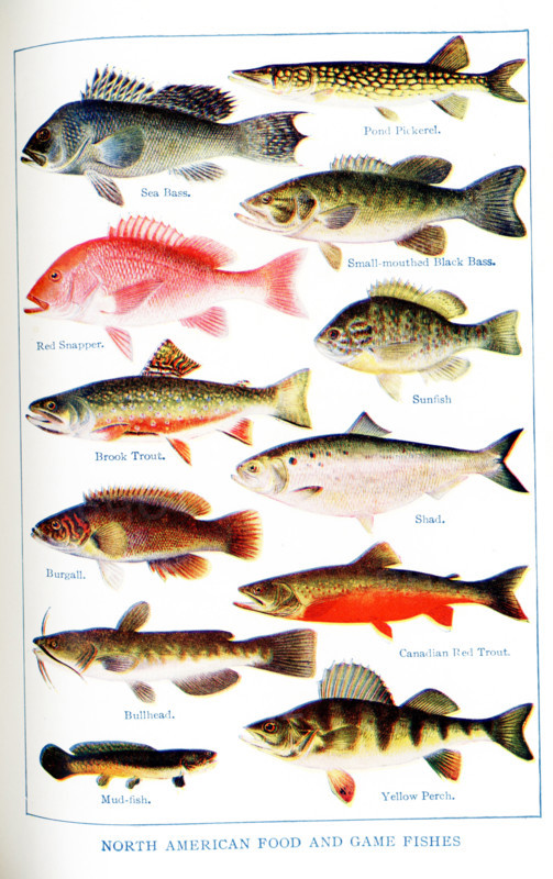 This 1917 illustration shows North American Food and Game Fishes. Left column, top to Bottom: Sea Bass, Red Snapper, Brook Trout, Burgall, Bullhead, Mud-fish; Right column, top to bottom: Pond Pickerel, Small-mouthed Black Bass, Sunfish, Shad, Canadian Red trout, Yellow Perch.