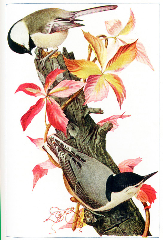 This 1917 illustration shows a chickadee and a white-breasted nuthatch. The drawing is by Louis Agassiz Fuertes (1874-1927), an American ornithologist, illustrator and artist who set the rigorous and current-day standards for ornithological art and naturalist depiction. He is considered one of the most prolific American bird artists, second only to his guiding professional predecessor John James Audubon.